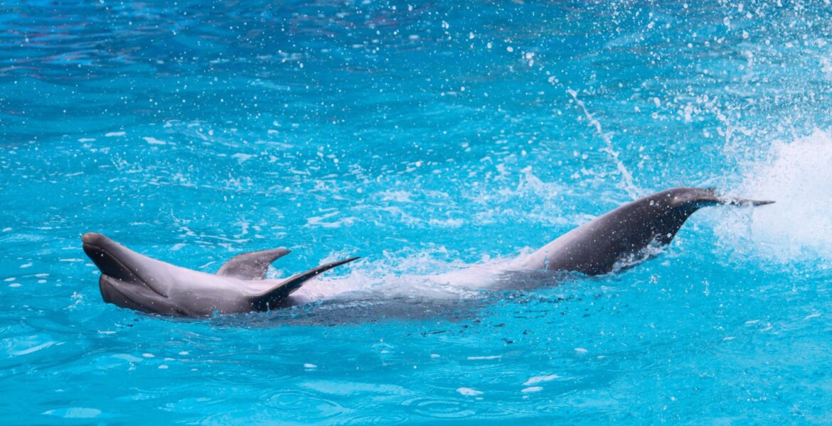 Dolphin in the swimming pool