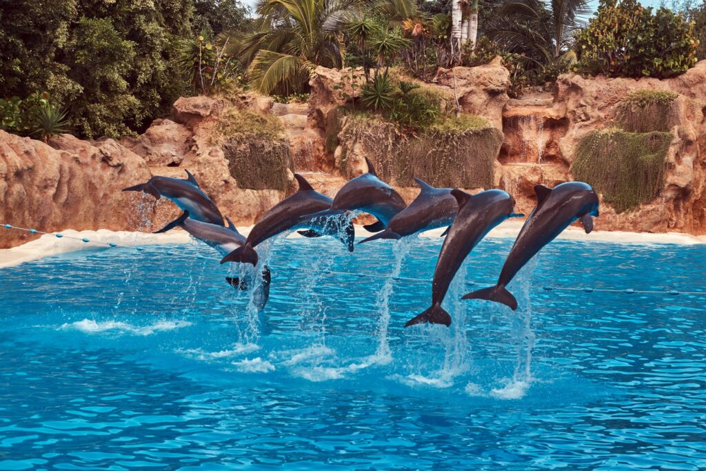 Dolphins in a very beautiful place