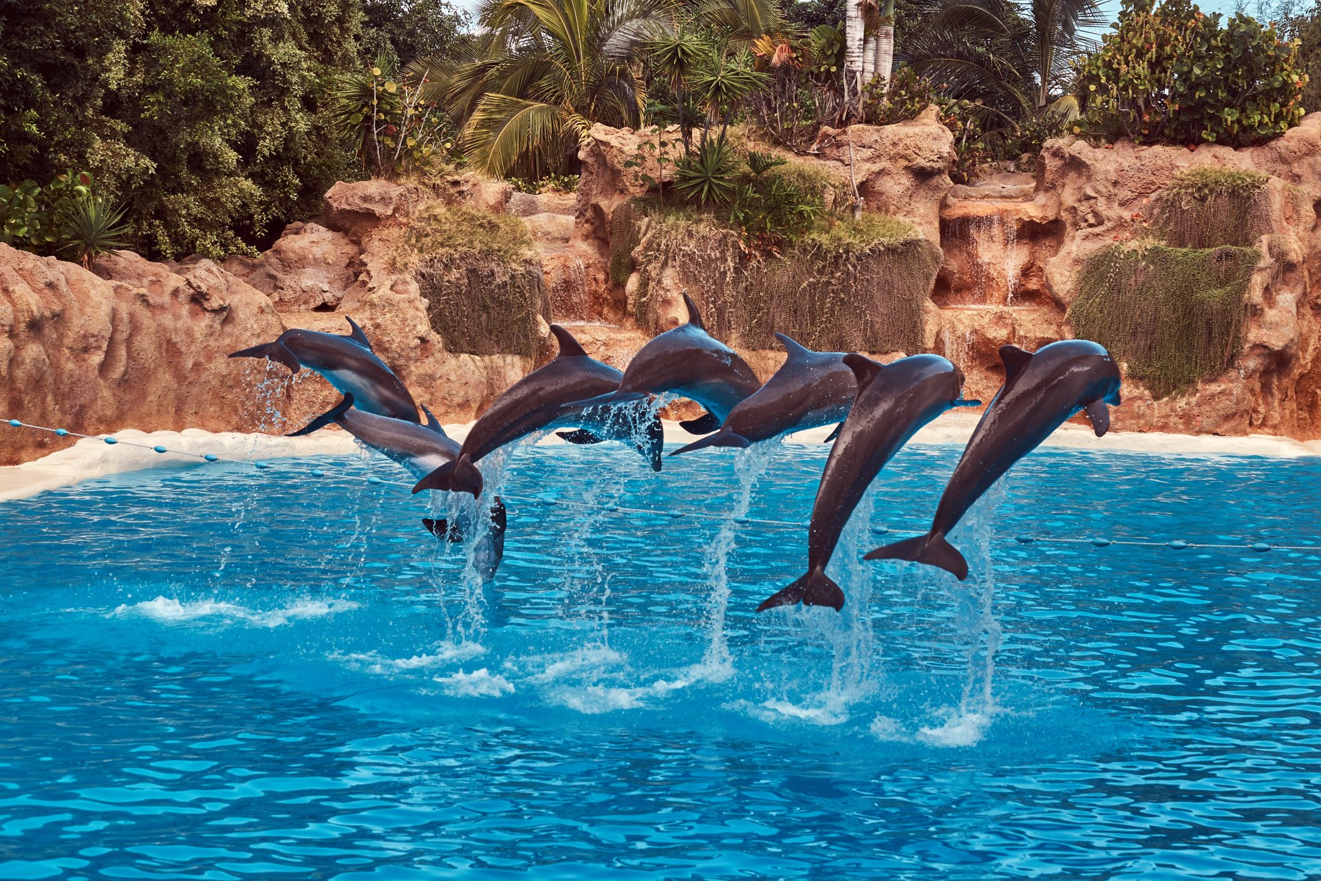 Dolphins in a very beautiful place