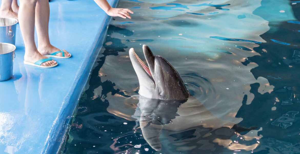 Feeding dolphins
