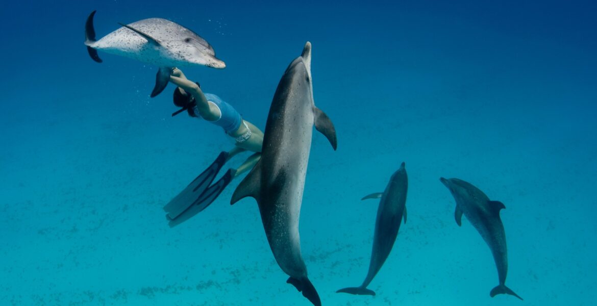 4 dolphins underwater and their trainer