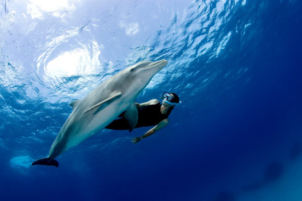 Dolphin and girl diving