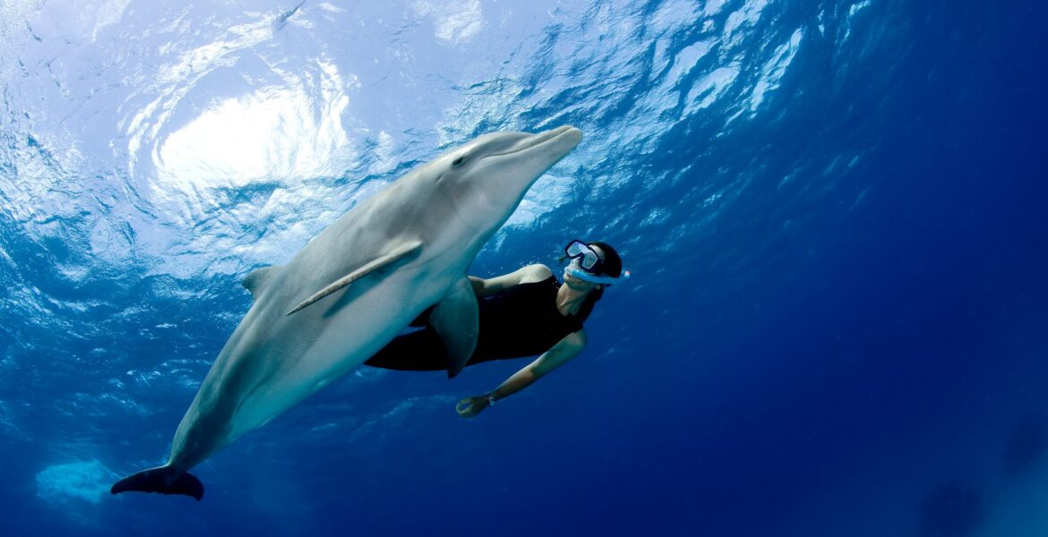 Girl diving with dolphins