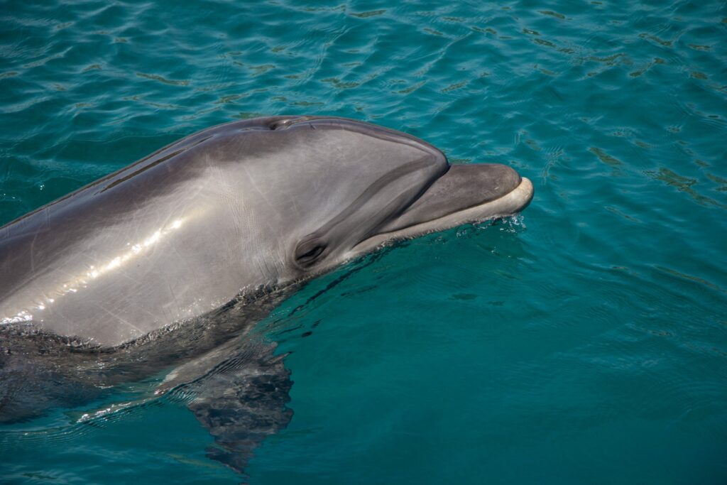 Dolphin in the sea