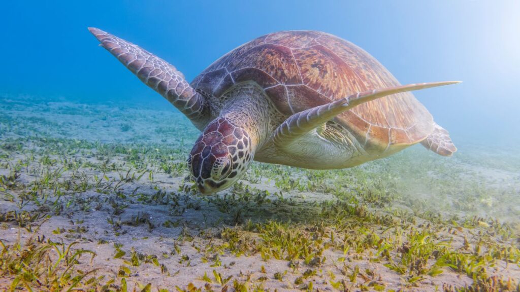 Abu Dabbab Marsa Mubarak